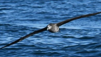 Photo of ABD’li araştırmacılar Albatros’un uçuşunu taklit eden drone konsepti geliştiriyor