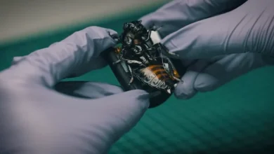 Photo of NATO güçleri için üretilen cyborg böcek sürüleri test edildi