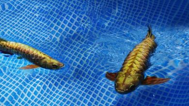 Photo of Çin, arowana balığından esinlenen otonom sualtı robotunu tanıttı